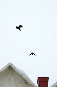 Fåglar flyger över skorsten