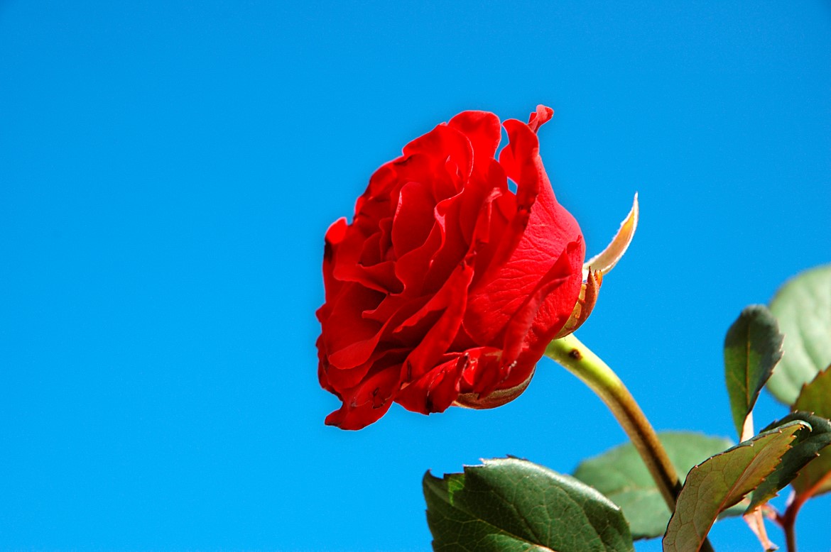 Röd ros fotograferad mot klarblå himme. 