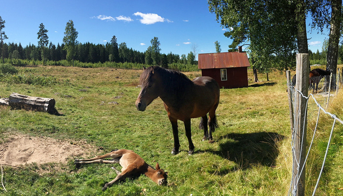 Två hästar och ett föl i en sommarhage
