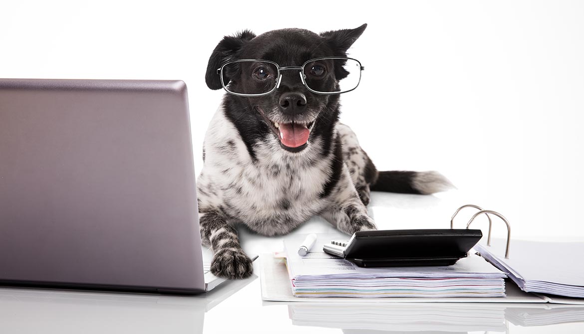 Hund med glasögon vid dator