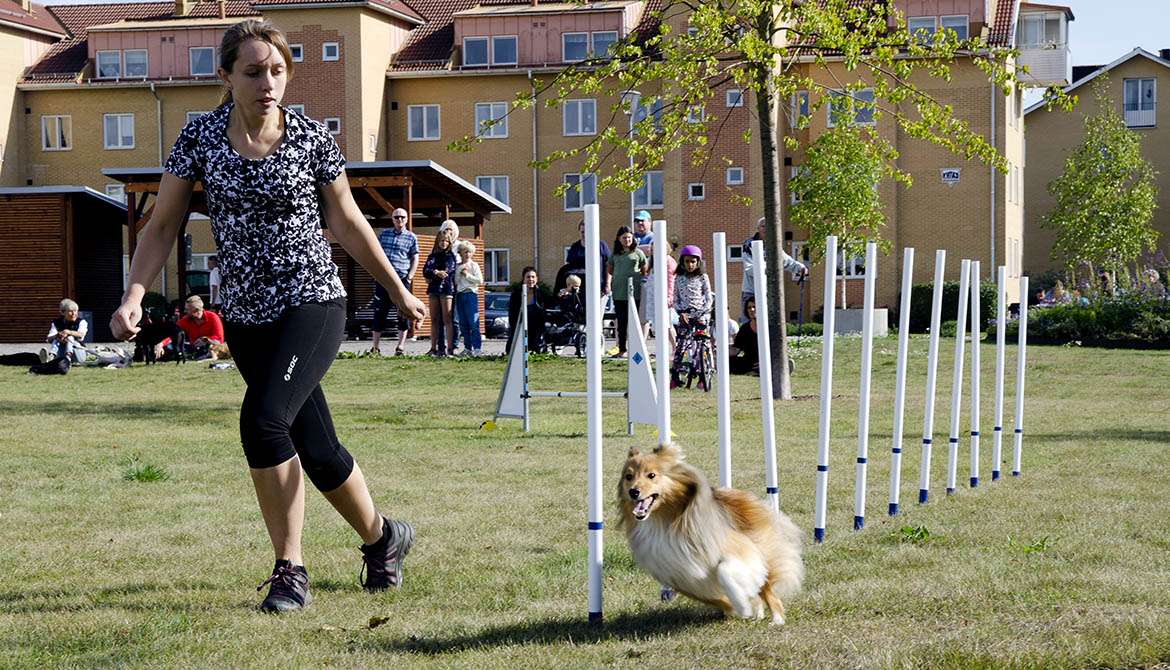 Flicka och hund gör agility