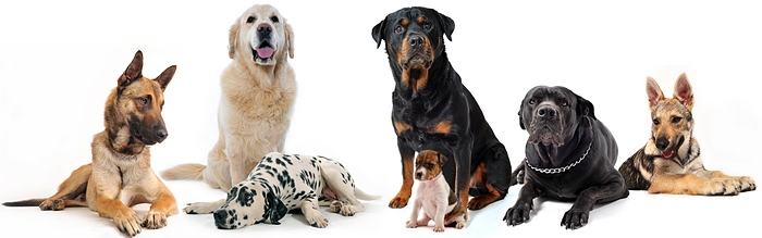 Hundar av olika storlekar och raser