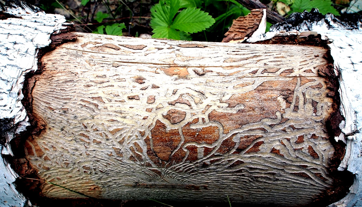 Spår av barkborre i nedfallet träd